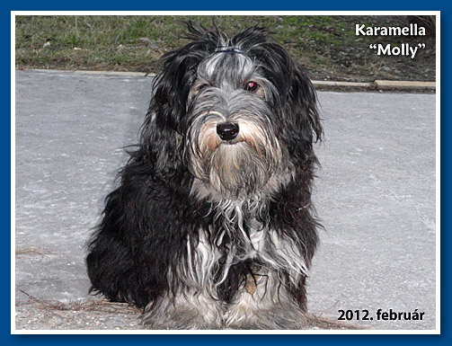 Karamella, bichon havanese kislány