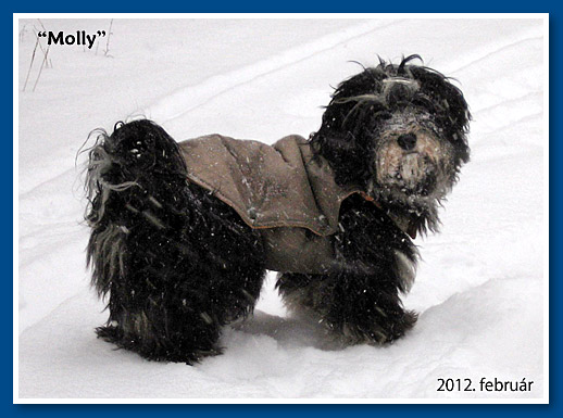 Karamella, bichon havanese kislány