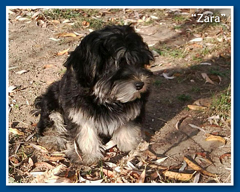 Kashmir, bichon havanese kislány