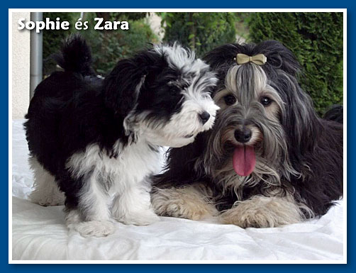 Zara, bichon havanese kislány