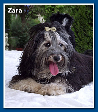 Zara, bichon havanese kislány