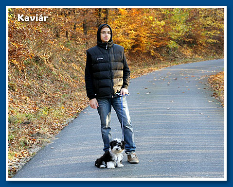 Kaviár, bichon havanese fiú