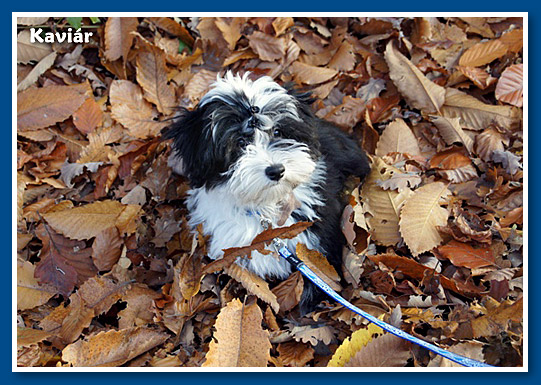 Kaviár, bichon havanese fiú