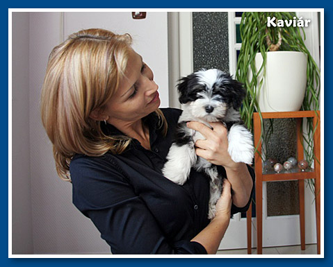 Kaviár, bichon havanese fiú