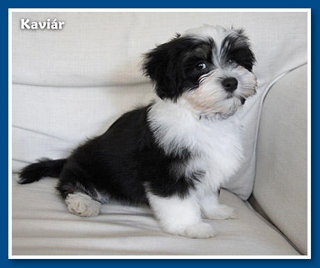 Kaviár, bichon havanese fiú