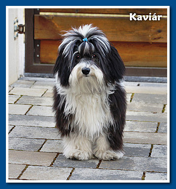 Kaviár, bichon havanese fiú