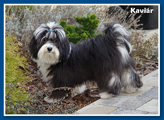 Kaviár, bichon havanese fiú