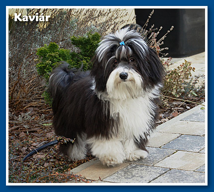 Kaviár, bichon havanese fiú