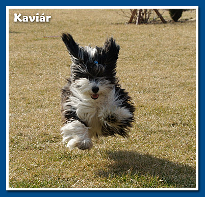 Kaviár, bichon havanese fiú