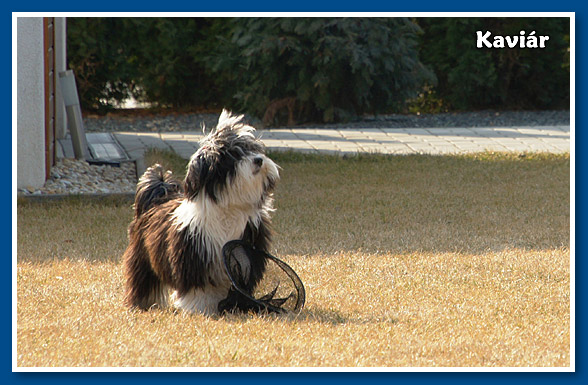 Kaviár, bichon havanese fiú