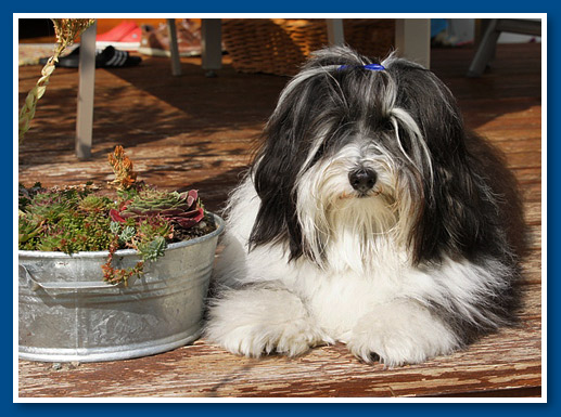 Kaviár, bichon havanese fiú