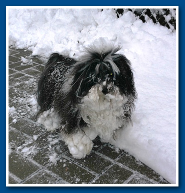 Kaviár, bichon havanese fiú