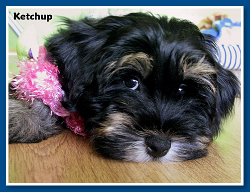 Ketchup, bichon havanese fiú