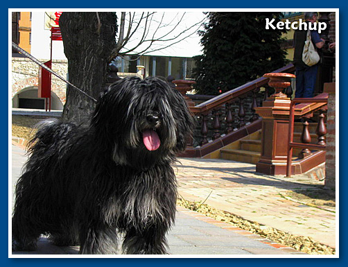 Ketchup, bichon havanese fiú