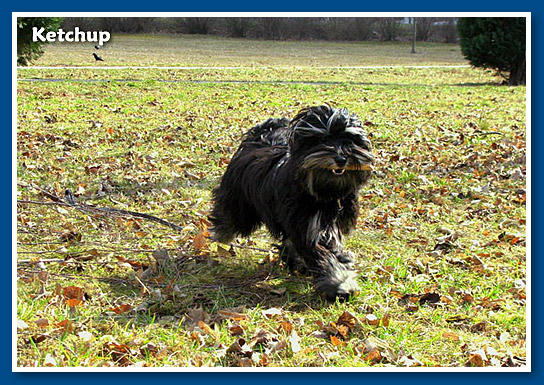 Ketchup, bichon havanese fiú