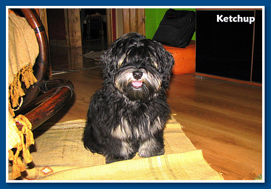 Ketchup, bichon havanese fiú