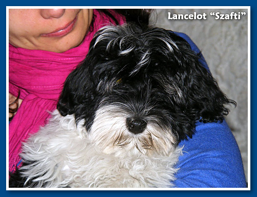 Lancelot, bichon havanese fiú