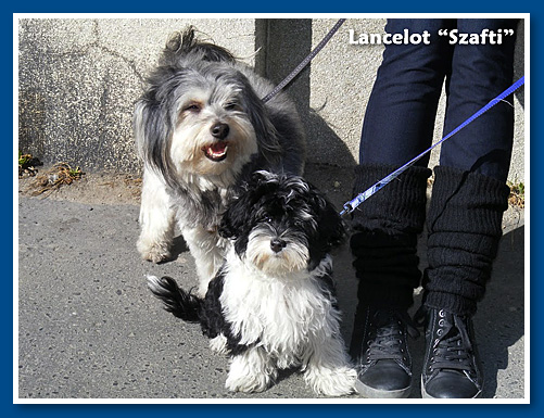 Lancelot, bichon havanese fiú