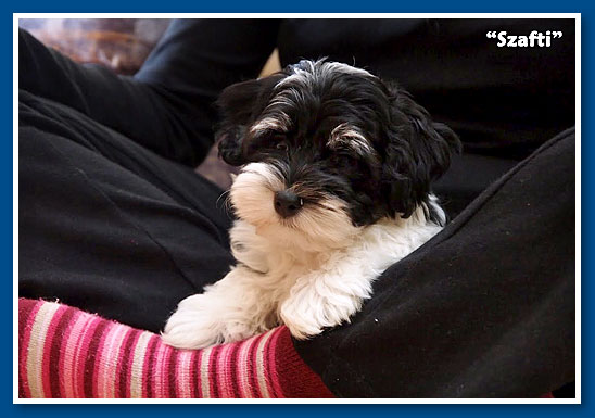 Lancelot, bichon havanese fiú