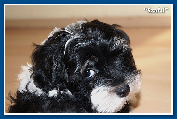 Lancelot, bichon havanese fiú