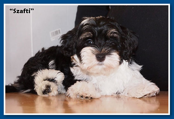 Lancelot, bichon havanese fiú