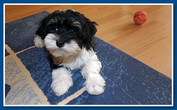 Lancelot, bichon havanese fiú