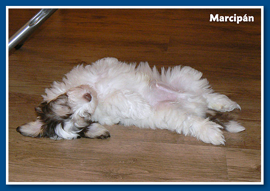 Marcipán, bichon havanese fiú