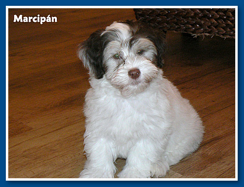 Marcipán, bichon havanese fiú