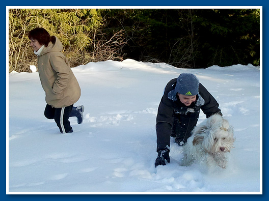 Marcipán, bichon havanese fiú