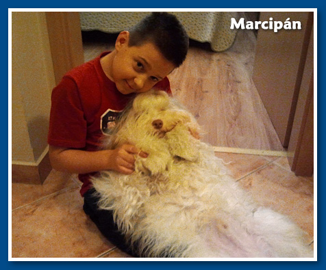 Marcipán, bichon havanese fiú