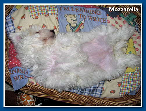 Mozzarella, bichon havanese kislany