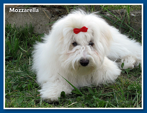 Mozzarella, bichon havanese kislany