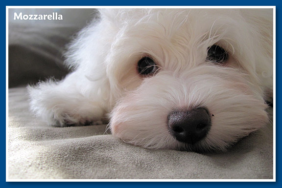 Mozzarella, bichon havanese kislany