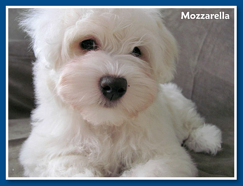 Mozzarella, bichon havanese kislany