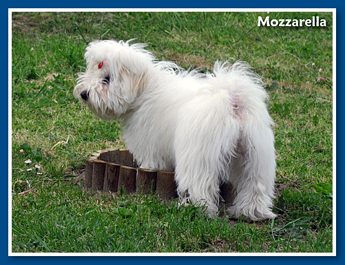 Mozzarella, bichon havanese kislany