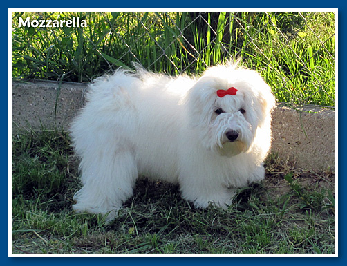 Mozzarella, bichon havanese kislany