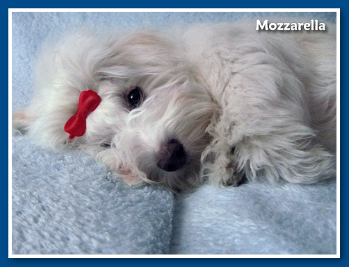 Mozzarella, bichon havanese kislany