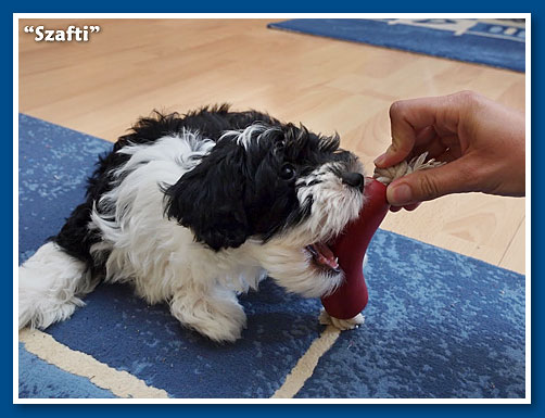 Lancelot, bichon havanese fiú