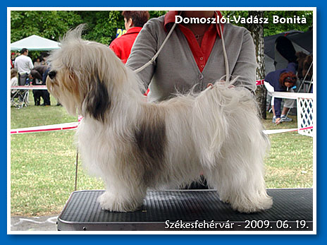 HJCH Domoszlói-Vadász Happy Day Akira - bichon havanese