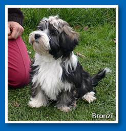 Bronzi at 3,5 months old - bichon havanese