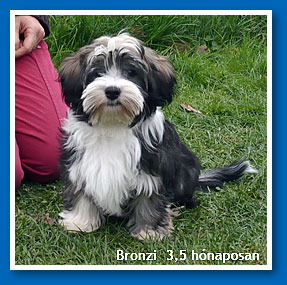 Bronzi - 3,5 hónapos havanese fiú