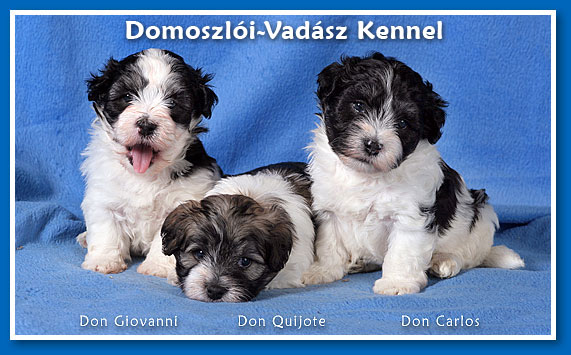 Havanese puppies at 5 weeks old - More pictures