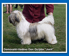 "Josh" at 8 months old - Bichon havanese