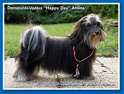 Domoszlói-Vadász "Happy Day" Amina - Maya