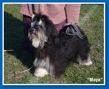 Maya at 11 months old - bichon havanese female