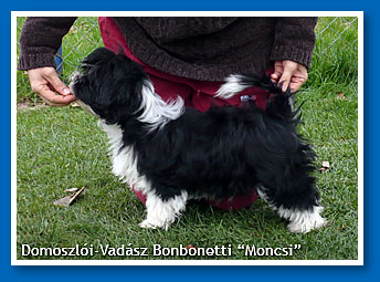 Moncsi at 3,5 months old - bichon havanese female