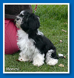 Moncsi at 3,5 months old - bichon havanese female