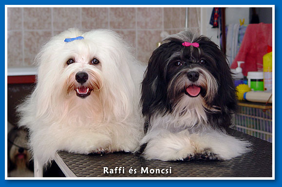 Raffi and Moncsi bichon havanese dogs