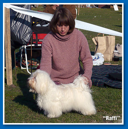 Raffi at 11 months old - bichon havanese male