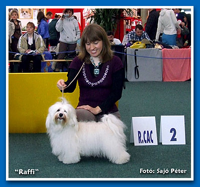 Bichon havanese